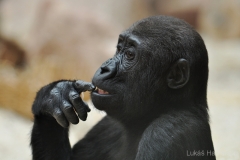 gorilí mládě